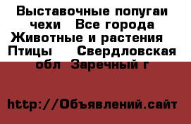 Выставочные попугаи чехи - Все города Животные и растения » Птицы   . Свердловская обл.,Заречный г.